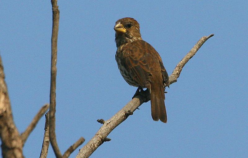 frieda 021.jpg - Jong Dikbekwerwer Thickbilled Weaver